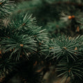 Synergies d'huiles essentielles GREEN FOREST