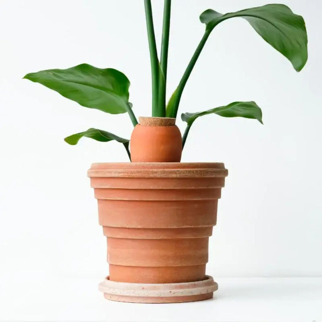 Système d'auto-arrosage et entretien des plantes