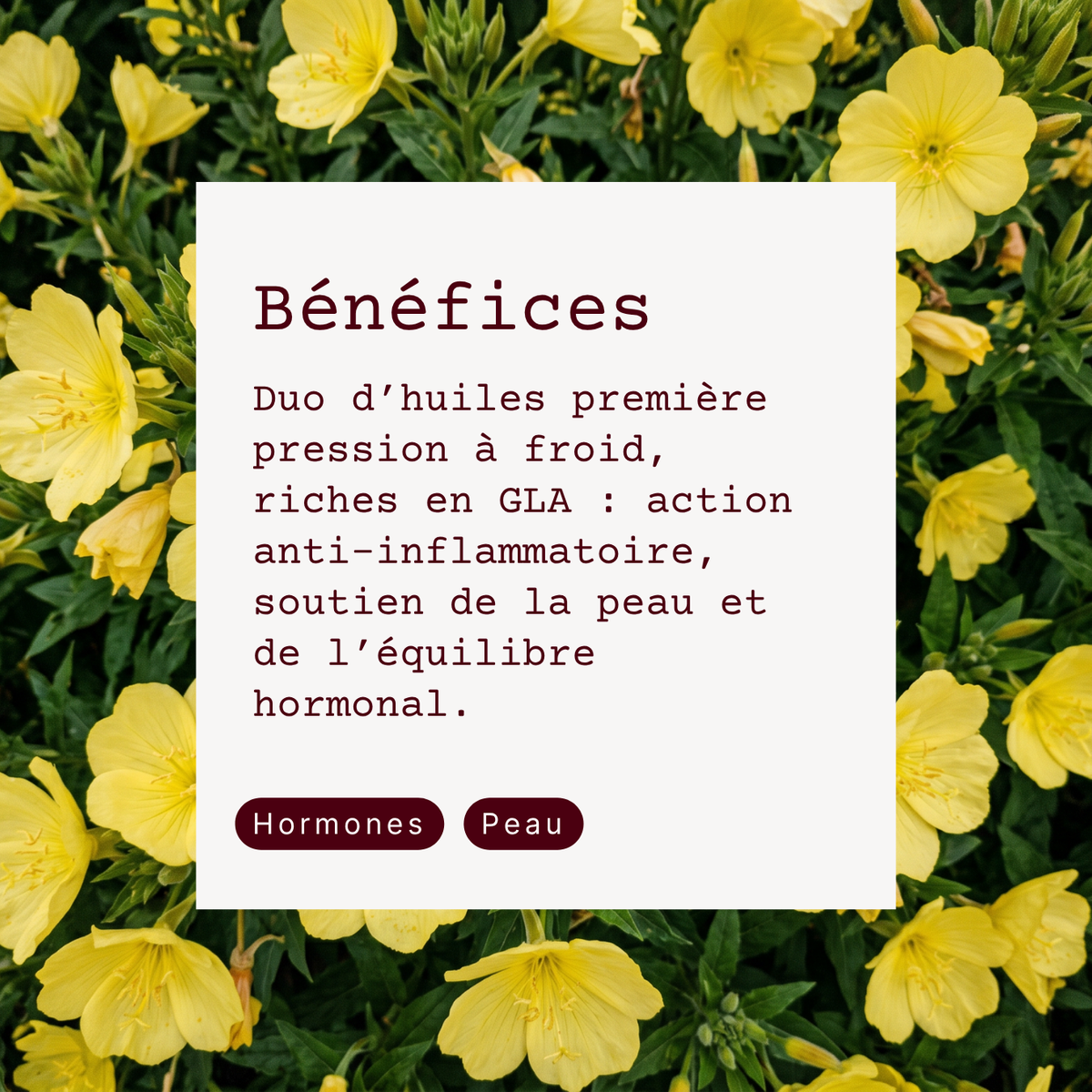 Onagre Bourrache