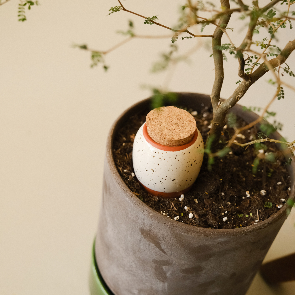 Mini Olla Trio Système d'arrosage automatique