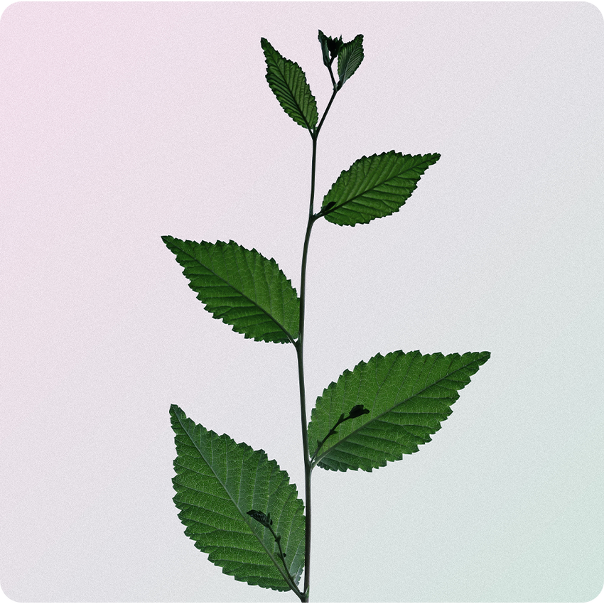 Bain de bouche naturel - Botanical Bouche