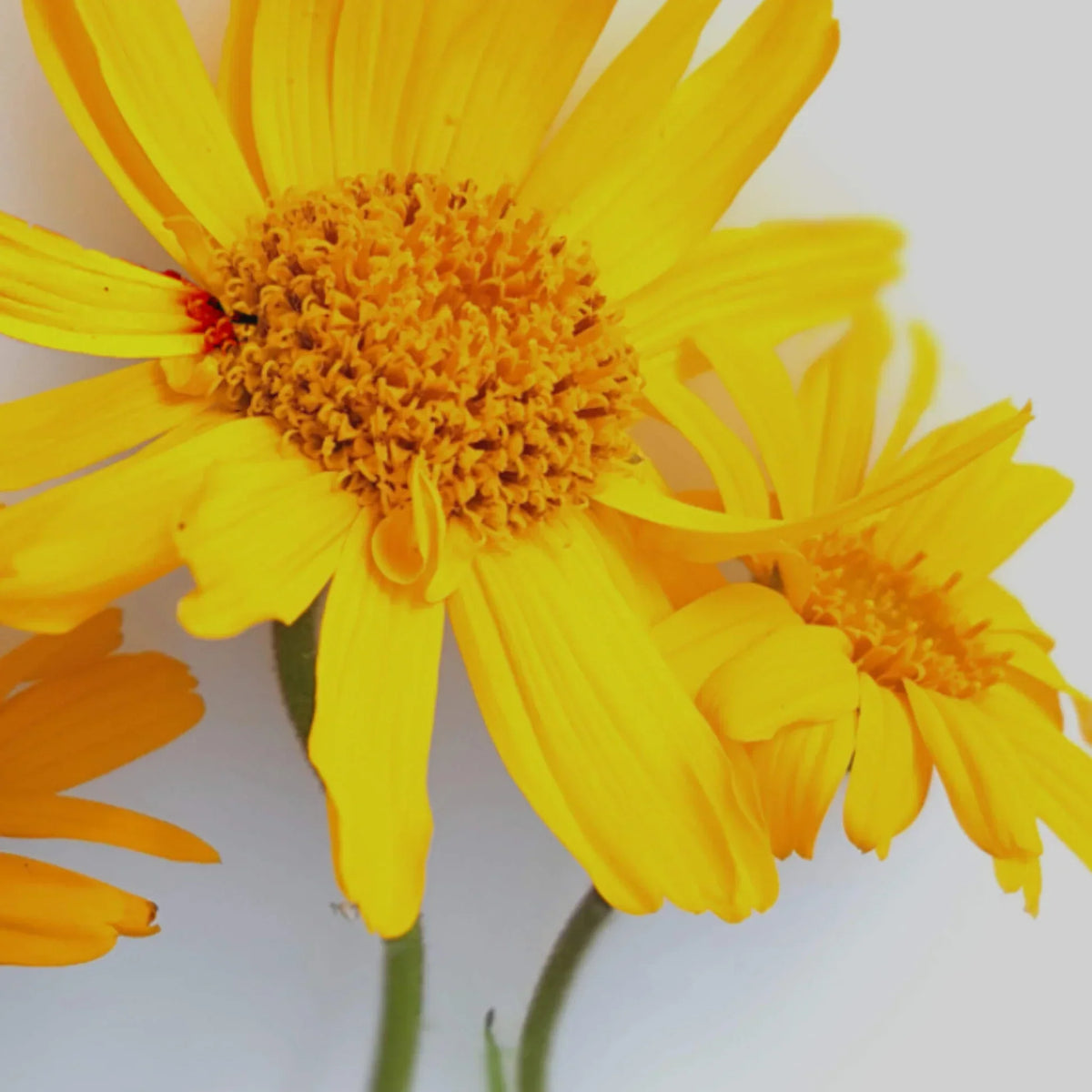 Huile d'arnica BIO pressé à froid - soin corps